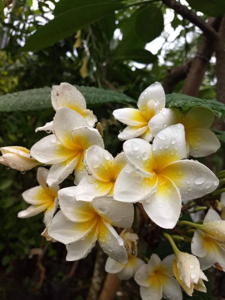 Plumeria -Plumeria